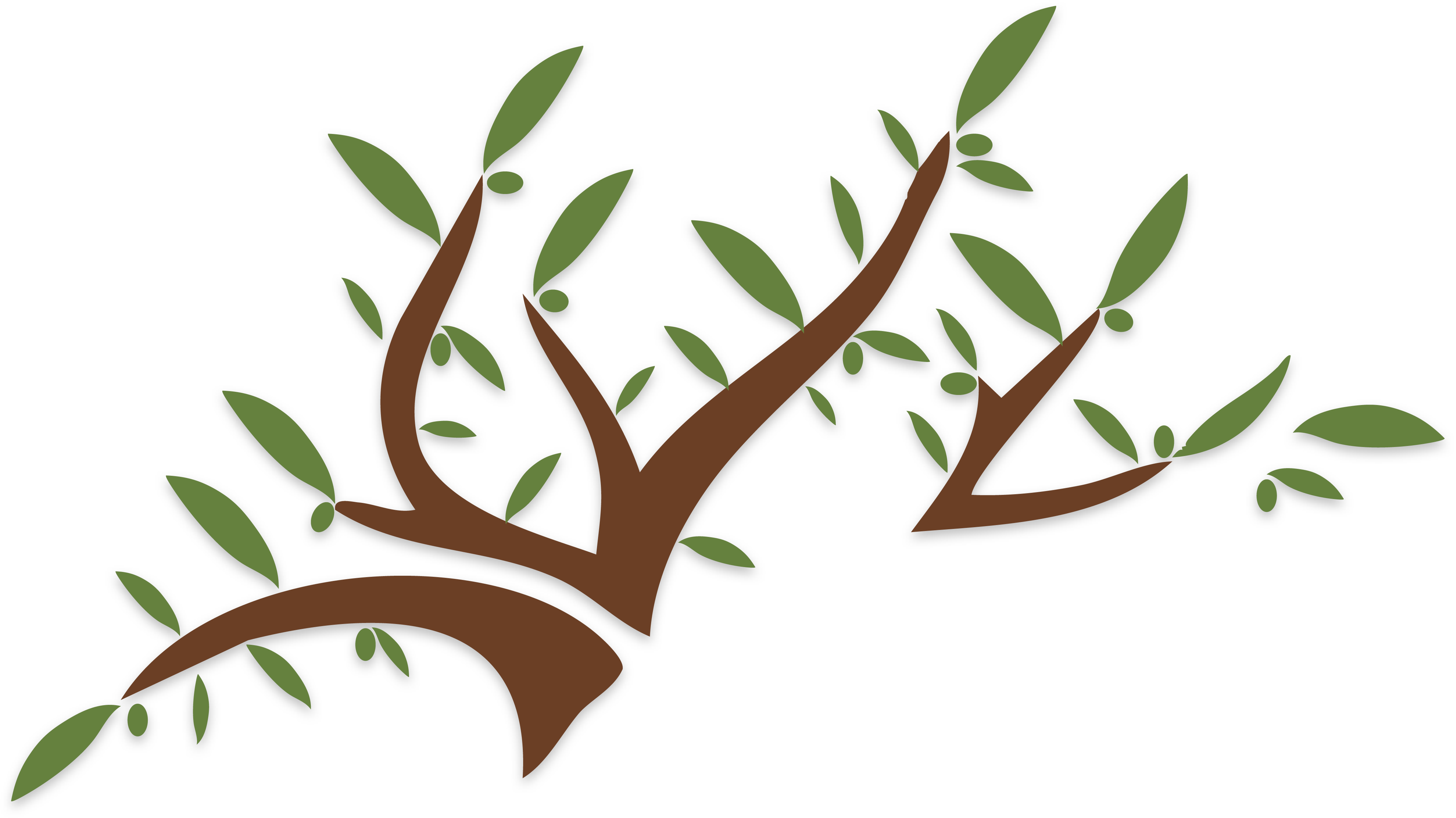 Albero Ulivo